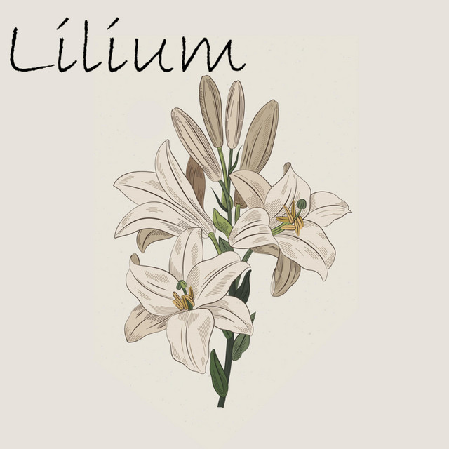 Lilium Kumiko Noma