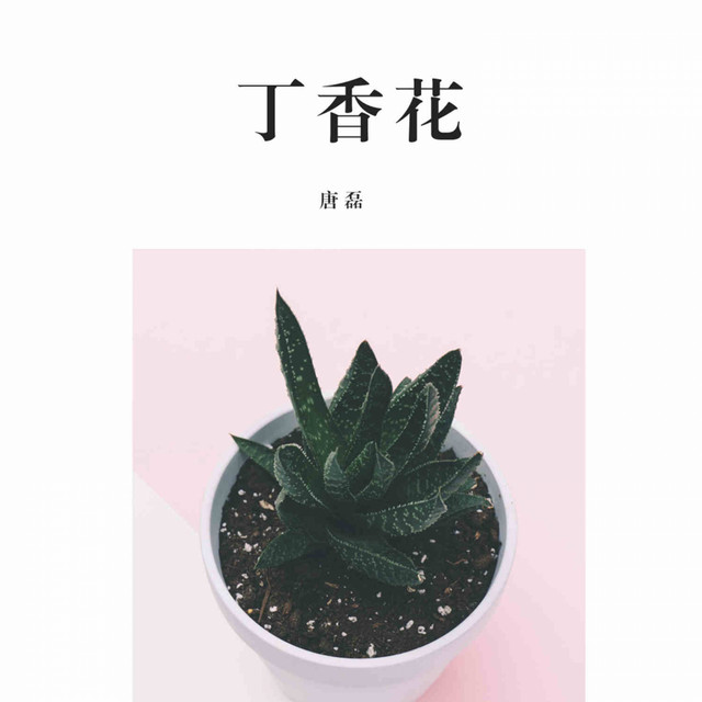 丁香花 唐磊